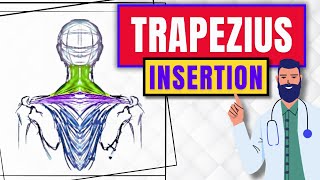 Insertion Points Of The Trapezius Muscle