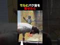 サルにバク宙を見せたら
