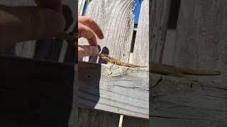 Lizard Holding a Joint