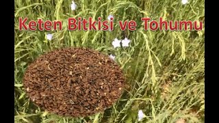 Keten Bitkisi ve Tohumunun Şifalı Özellikleri Kullanımı