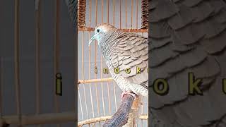 Katuranggan Tumbak Cucukan, NGERIH #shorts perkutut lokal gacor #perkututlokal #perkututlokalgacor