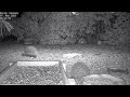 Hedgehog Fight (Territory Battle Fight with Night Vision) Recke, Germany - 07. May 2020