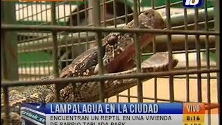 Encontraron una lampalagua en barrio Tablada Park