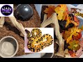 Setup and Starting Your Baby Ball Python!