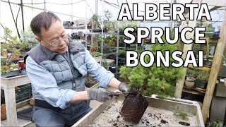 Turning an ordinary Alberta Spruce into a beautiful bonsai! Full explanation!