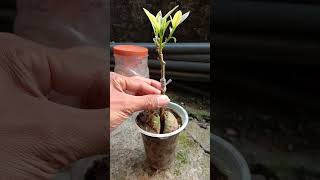 SamCuk Alpukat #duet #bonsai #fruit #music #pantai #bonsaitree #tanaman #fruitcutting #viral #garden