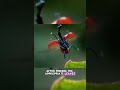Giraffe weevil betina bertelur di daun