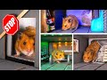 ハムスターのための安全な避難所を段ボールで作ろう 