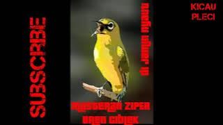 masteran dan terapi pleci bren ciblek