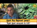 බුලත්|sin