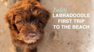 Labradoodle Puppy First Trip to the Beach | 12 week old Labradoodle Puppy