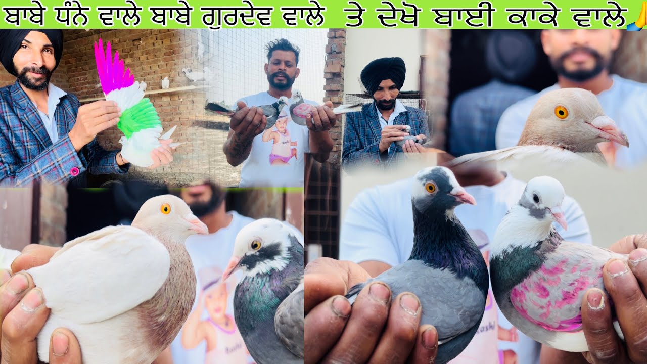 Hanji ਕਬੂਤਰ ਦੇਖ ਕੇ ਹੋ ਜੋ ਗੇ ਹੈਰਾਨ ਬਾਬੇ ਗੁਰਦੇਵ ਵਾਲੇ ਤੇ ॥ 1000 vale ਤੇ ਬਾਈ ਕਾਕੇ ਵਾਲੇ ਤੇ ਬਾਬੇ ਧੰਨੇ ਵਾਲੇ