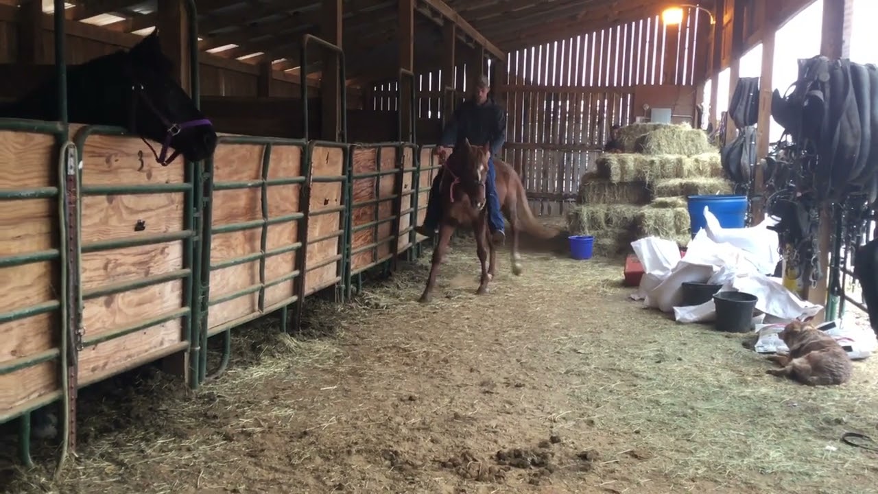 Sold 380- sorrel Missouri Fox Trotter stud