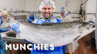 How 15 Million Pounds of Smoked Fish Gets Made  A Frank Experience
