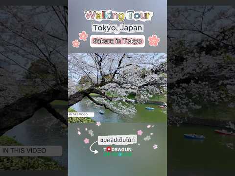 Sakura Season at Chidorigafuchi Park | Tokyo Japan