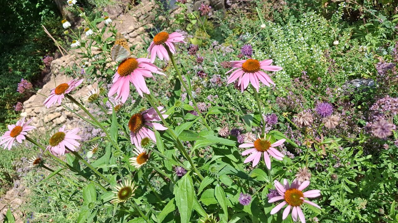 Blütenmeer Anfang Juli 2025 im Naturgarten, Insekten, Schmetterlinge, Rundgang, Hitze Update