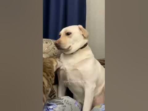 Забавные коты и кошки - YouTube