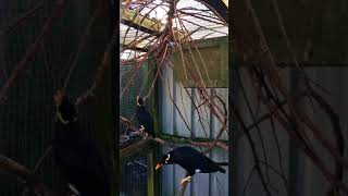 Talking greater hill mynah birds