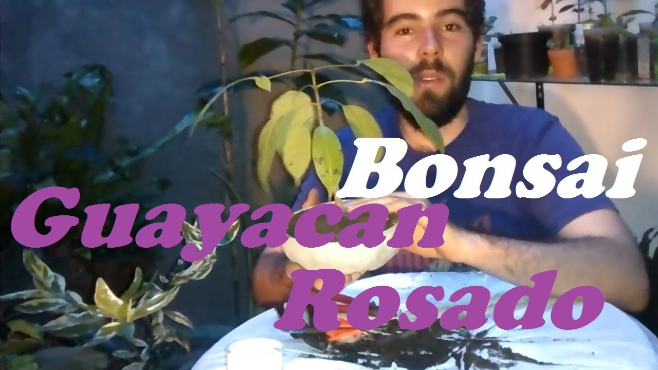 Trasplante Bonsai De Guayacan Rosado || Lugares Y Plantas