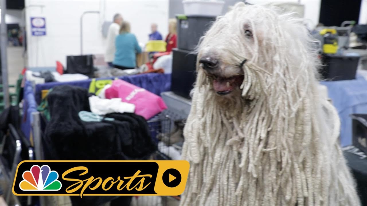 The National Dog Show winner looks like an adorable little Chewbacca