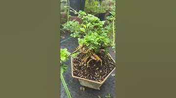 Cây Cần thăng bonsai mini | 0386569374 - Ngọc Ngân Bến Tre | Chuyên cây độc lạ