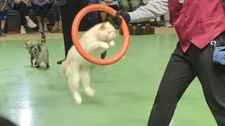 Cats who are masters of arts and cute  I cry when they try their best Laughing and moving cat show