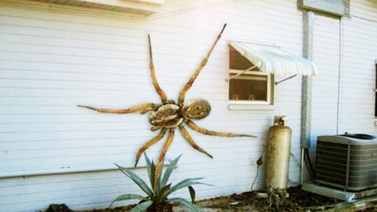 Worlds Biggest Real Spider