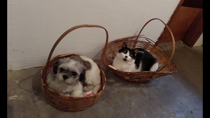 Do nada a Gata surta e bate no Cachorro