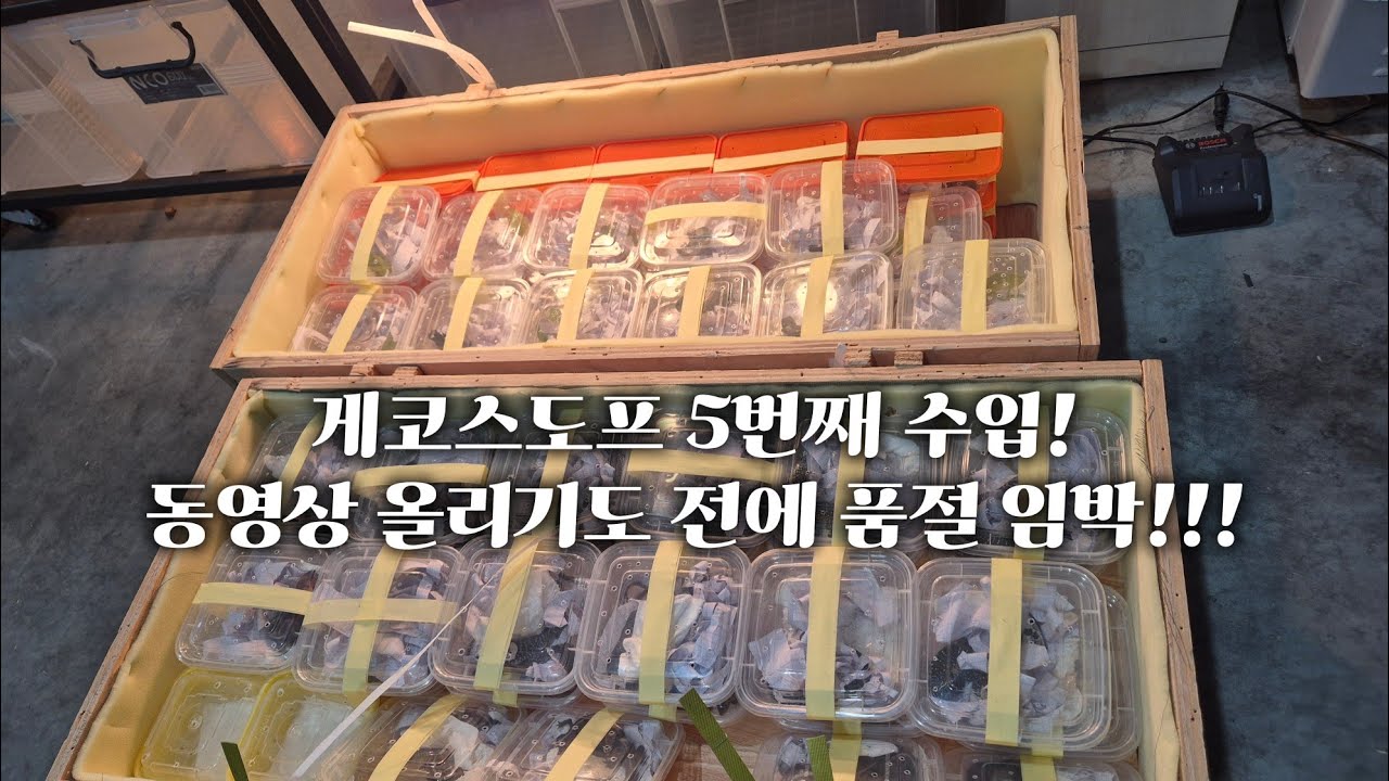 인천 부평 파충류샵 게코스도프 5번째 극비주류 파충류 수입!