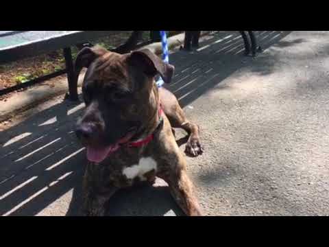 Delilah 25950 NYCACC