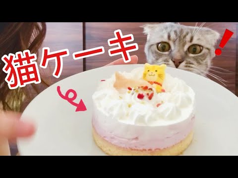 誕生日 猫用ケーキって何で出来てると思う プレゼントしたけど私も食べてみた スコティッシュフォールド Youtube
