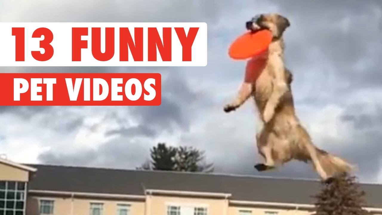 parody or satire 13 Funny Pets Video Compilation 2016