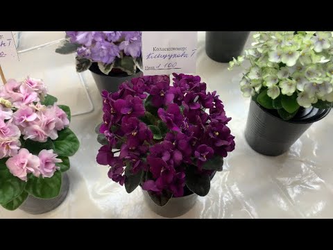 Лф ксения фиалка фото
