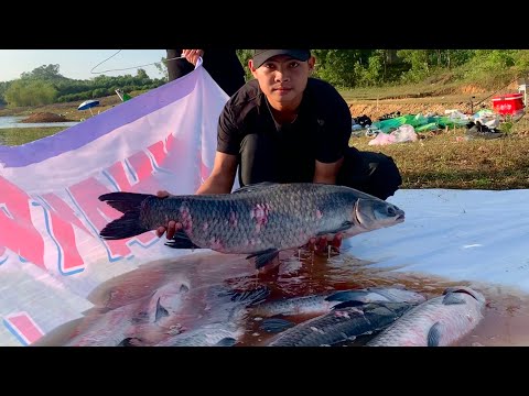 Cuốn Ổ Tại Đập Rú Chuối. Gắp Hàng Mỏi Tay, Giật Cháy Lông Nách Với Bài Lk Số 3