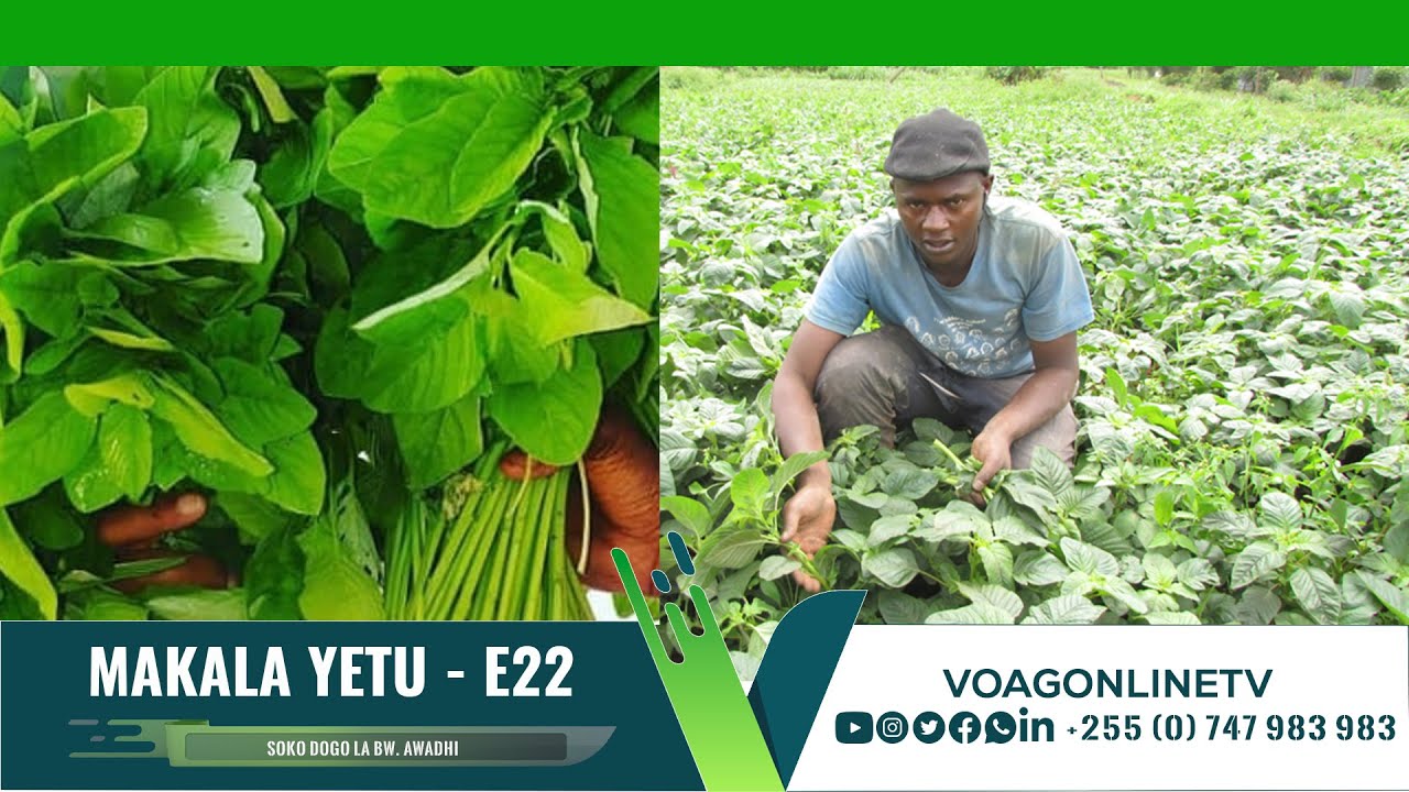 MAKALA YETU: EP 22 | MCHICHA