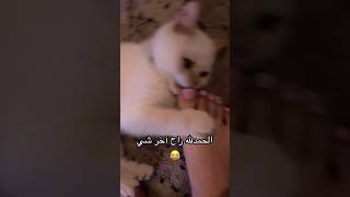 هجوم القطط ?? animalcrossing animalcrossing beats cats