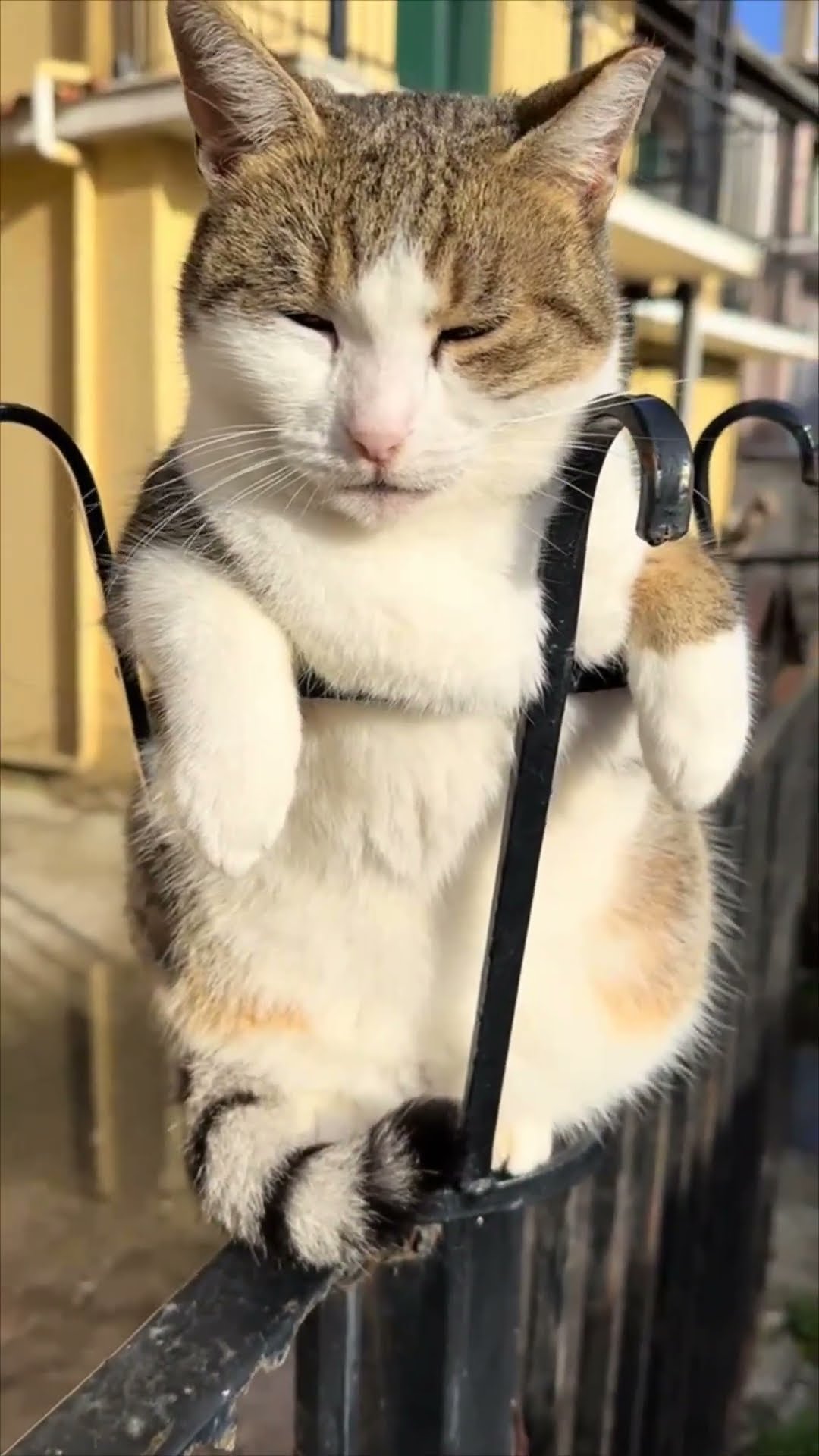 Cozy Cat Chilling in a Metal Planter Snaps at Man Who Tries to Pet It