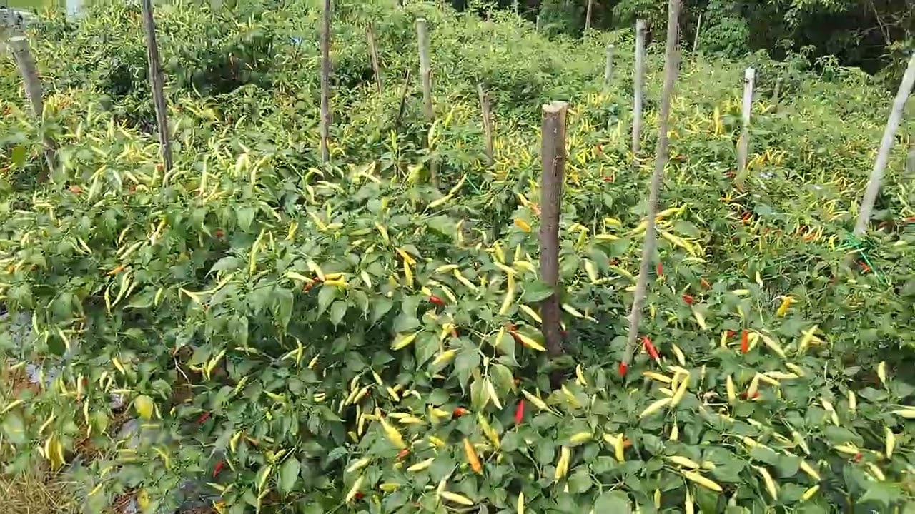 MENANAM CABE RAWIT BEBAS VIRUS ? 