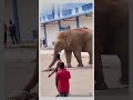 maal check hoga aj🤣🤣#trending#newvideo#elephant#funny#dubbing#comedy#maal#public#viral#youtube#check