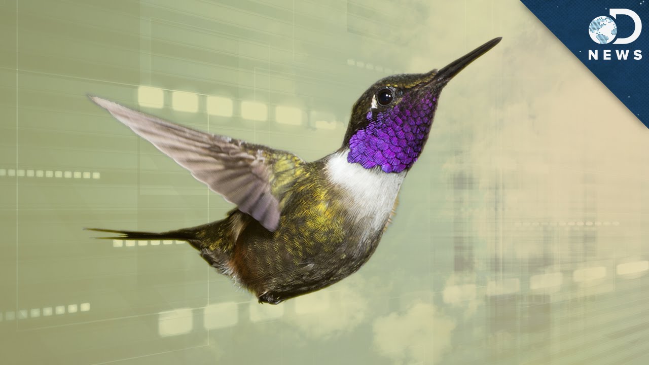 ハミングバードページ How To Hack A Hummingbird's Flight - YouTube