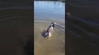 Summer time is here! @KennyChesney #dog #springerspaniel #springer #shorts #viral #dogs #pnw