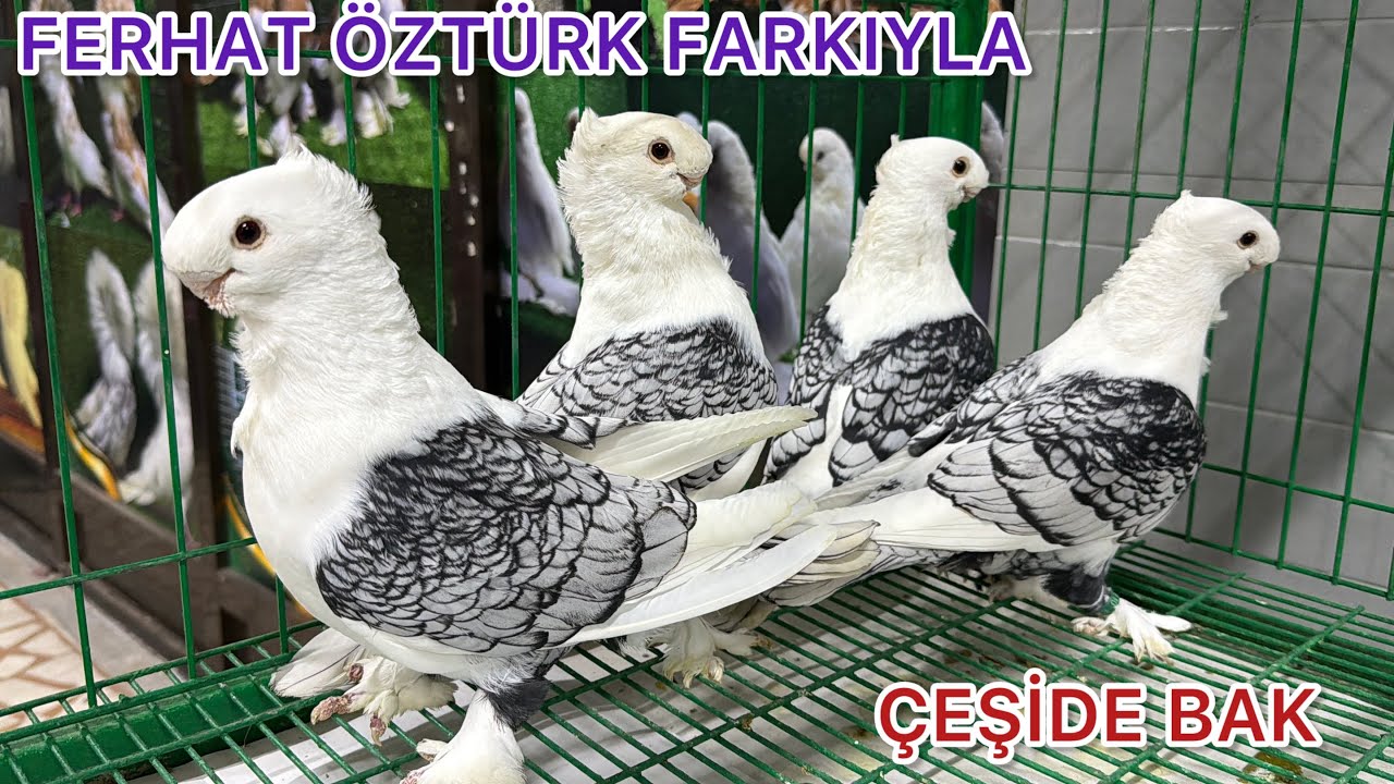 BİRBİRİNDEN GÜZEL IRK GÜVERCİNLER  PUANLARIYLA SUNUM  Mohikan Dragon mantolu Çayka Rostov balina vs 