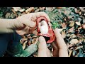Berkebun - Tentang Buah Manggis Punggur
