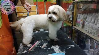 shih-tzu grooming by Ariel Rivera 536 views 2 years ago 7 minutes, 42 seconds