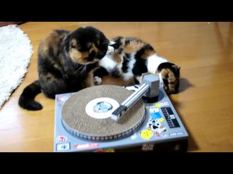 Does Your Cat Have Swagger? Get The Cat Scratch DJ 3 YouTube player