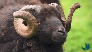 [PORTRAIT] Les moutons d'Ouessant - Truffaut