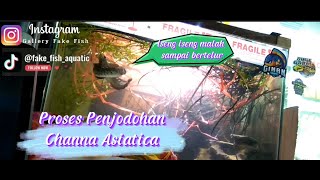 Proses Perjodohan Channa Asiatica Mulai Dari Pair Sampai Bertelur