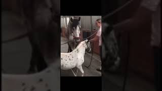 Cute horse video and fails!!! #horse #cute #animald