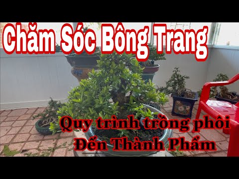 #2023 chăm sóc bông trang bonsai hàng năm | cách nuôi cây trang chơi lâu dài