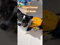 Collie Ocean Cleanup #bordercollie #dolphins #boating  #fishing